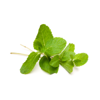 avenuestheme-mentha-piperita-oil.jpg