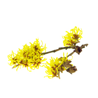 avenuestheme-witchhazel.jpg